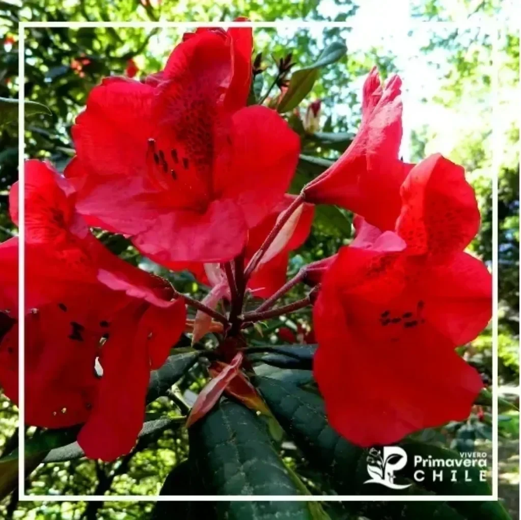 Rododendro Romany Chal