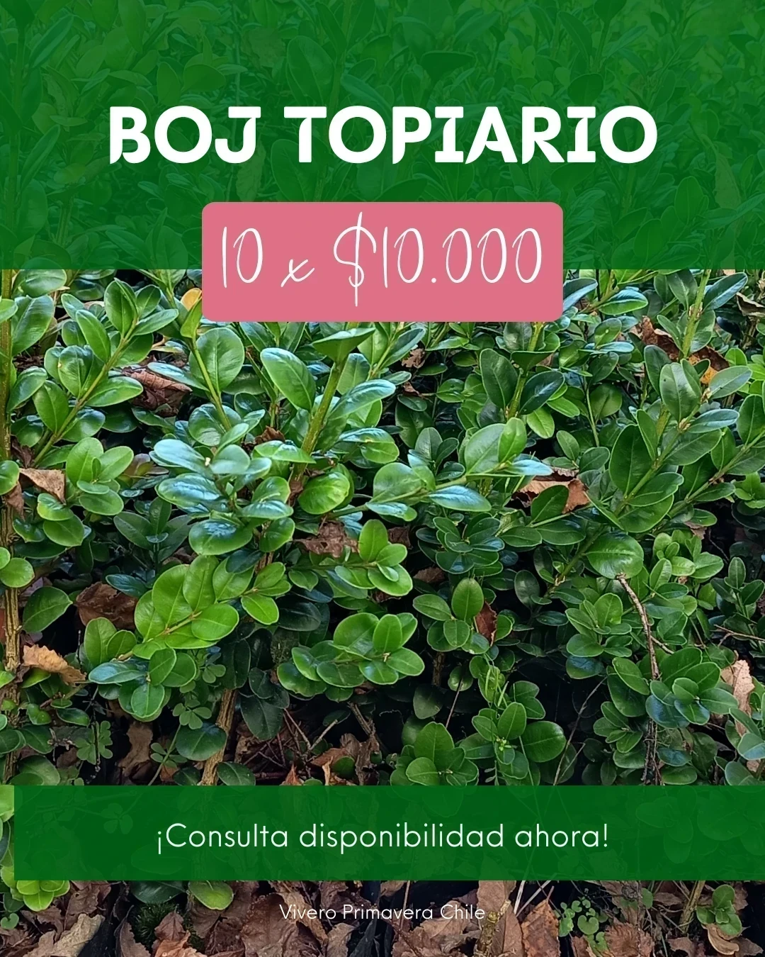 Boj Topiario 10 unds.