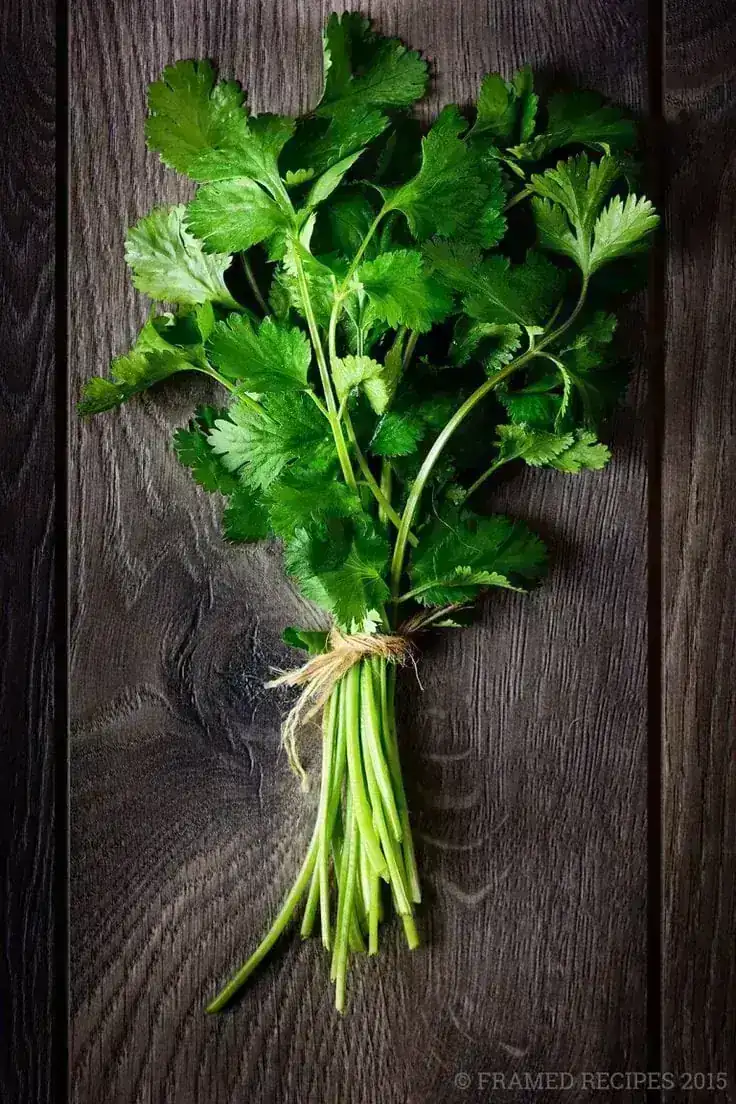 CILANTRO/MANOJO