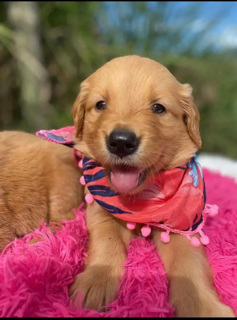 Golden Retriever  2