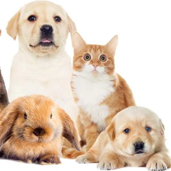 MASCOTAS