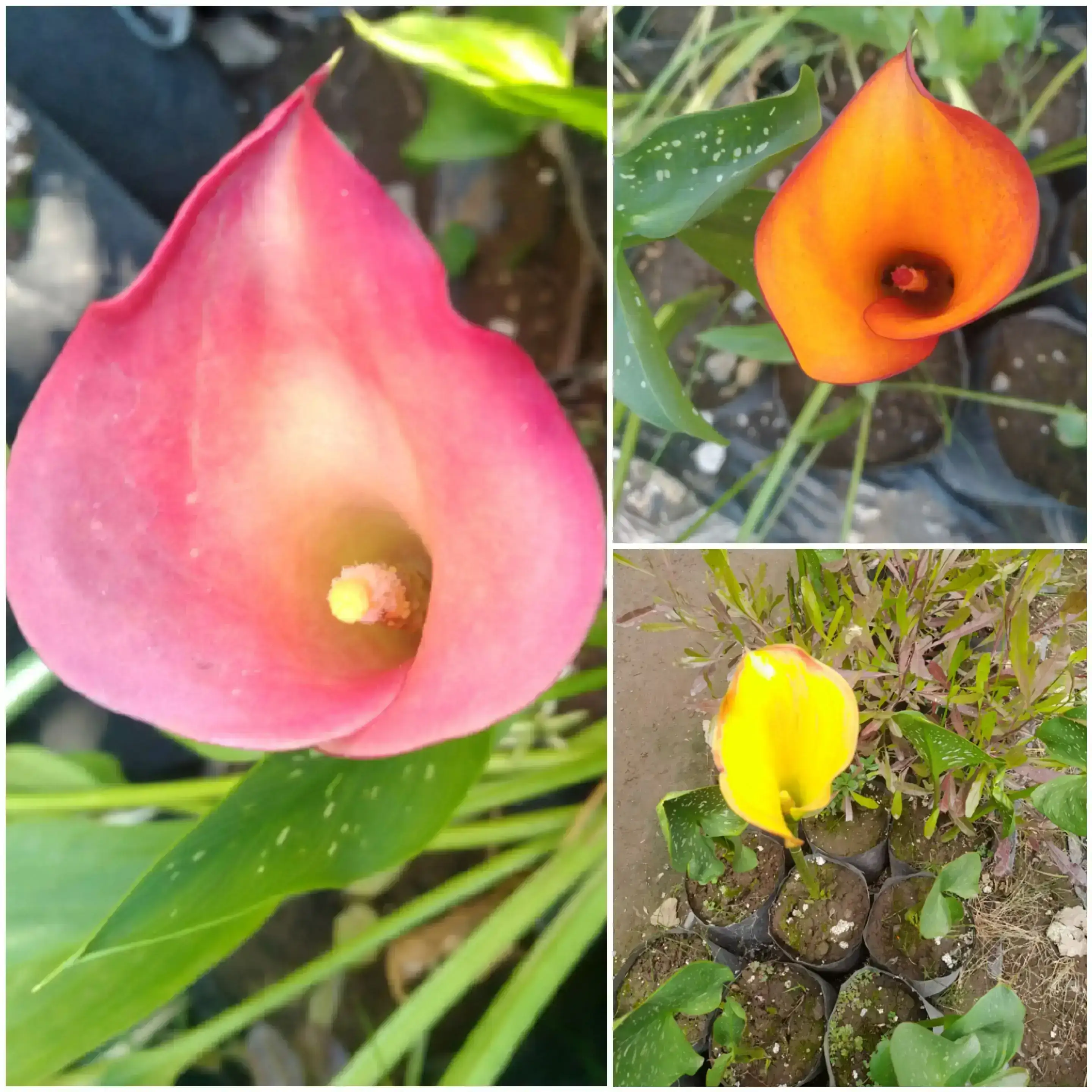 Calas colores