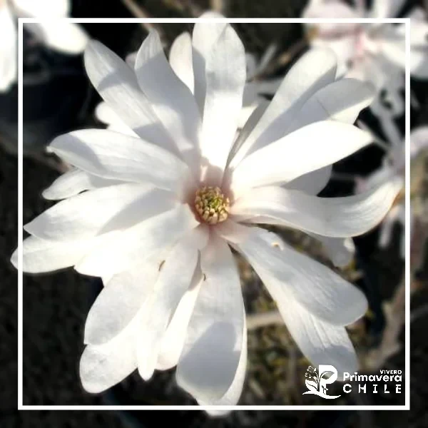 Magnolio Stellata