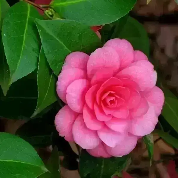Camelia