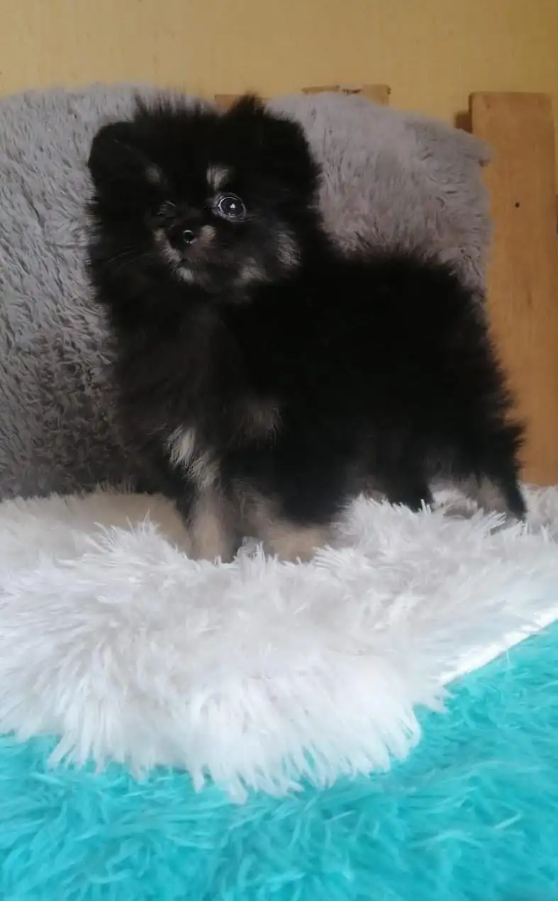 Pomerania Hembra 💜 2