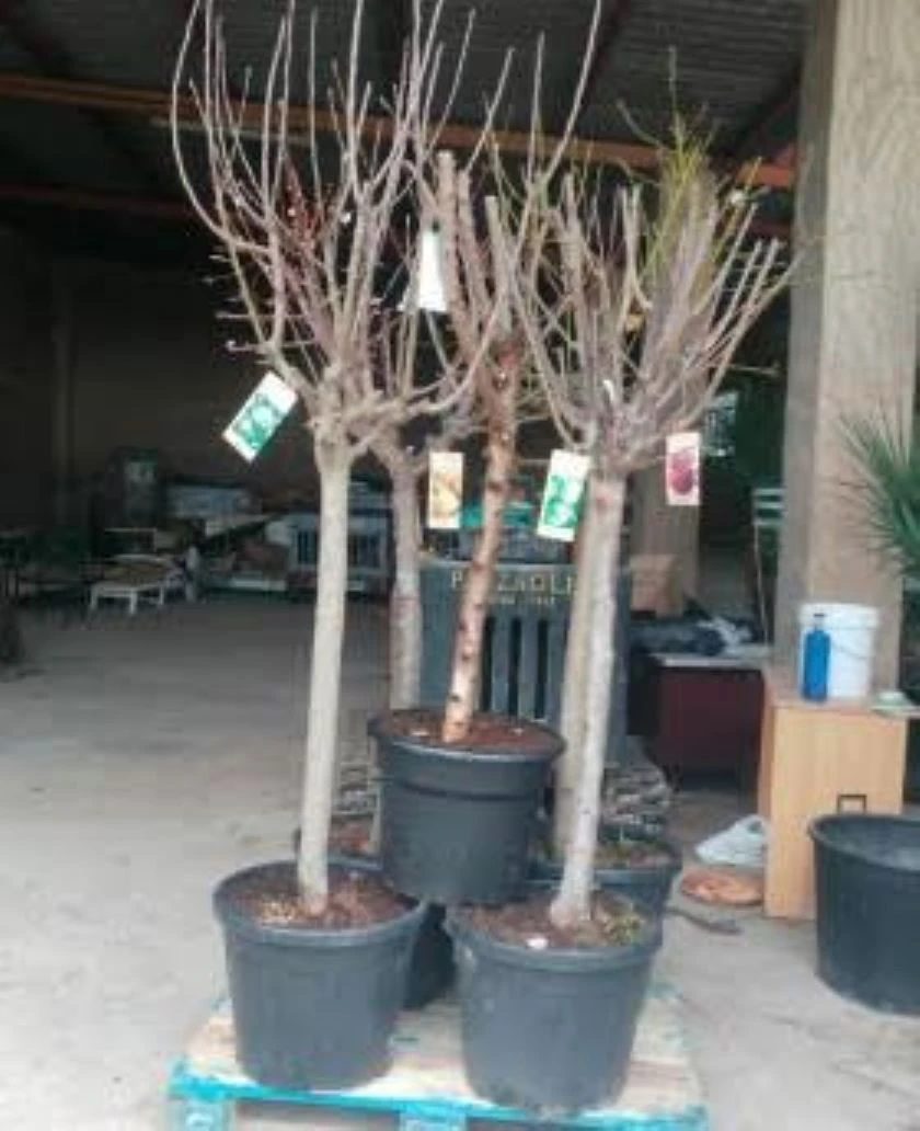Manzano Rojo Arbol Grande 2