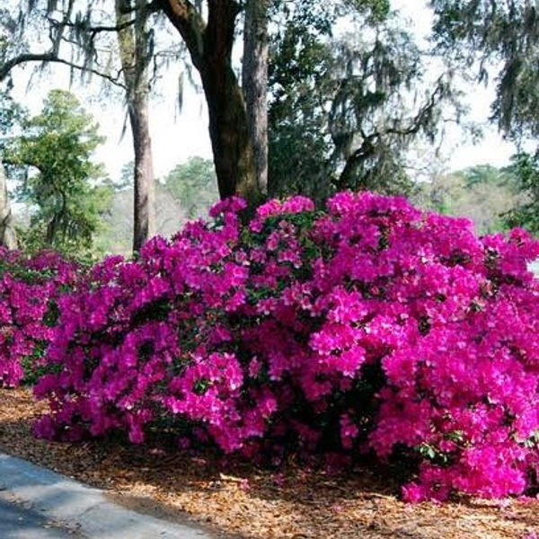 Azaleas