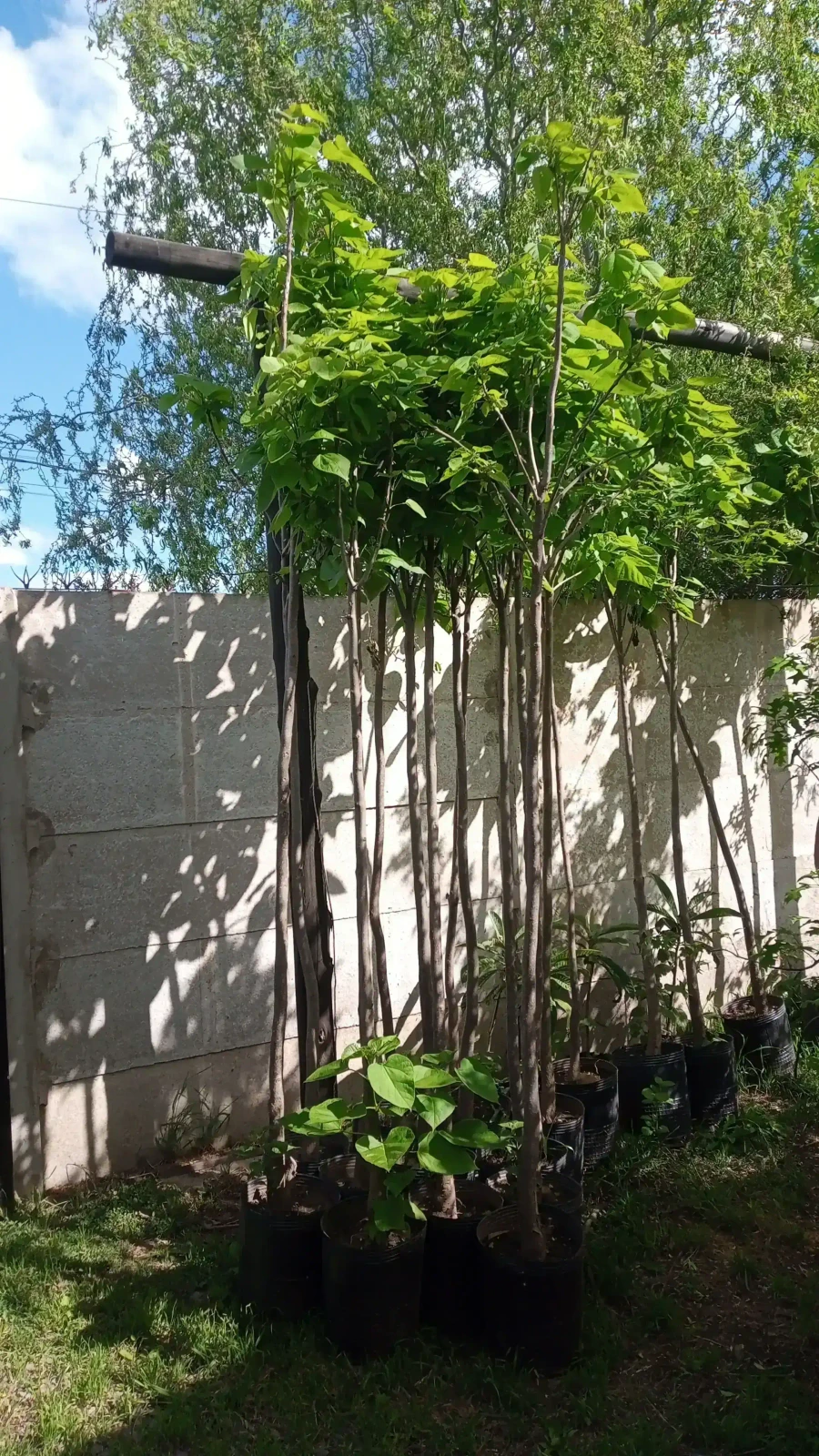 Catalpa Grande 