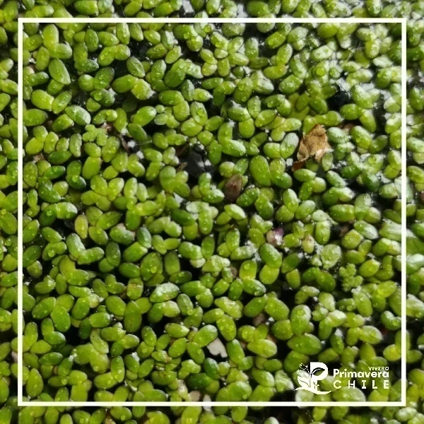 Lenteja de Agua Menor / Lemna Minor