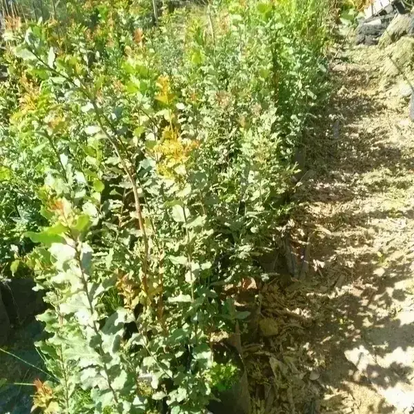 Peumo 2