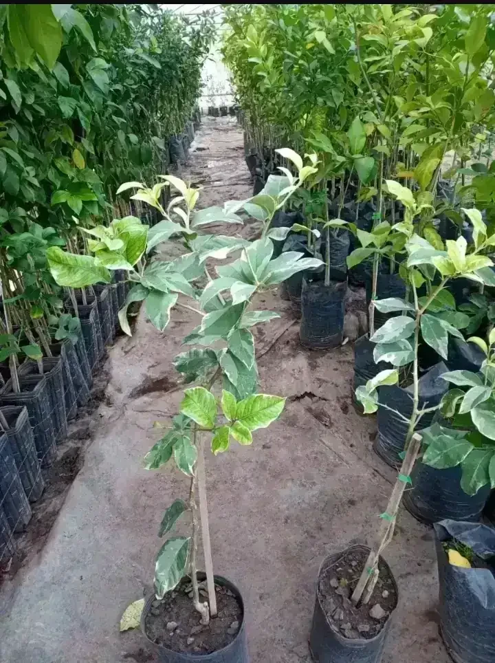 Limonero variegado 2