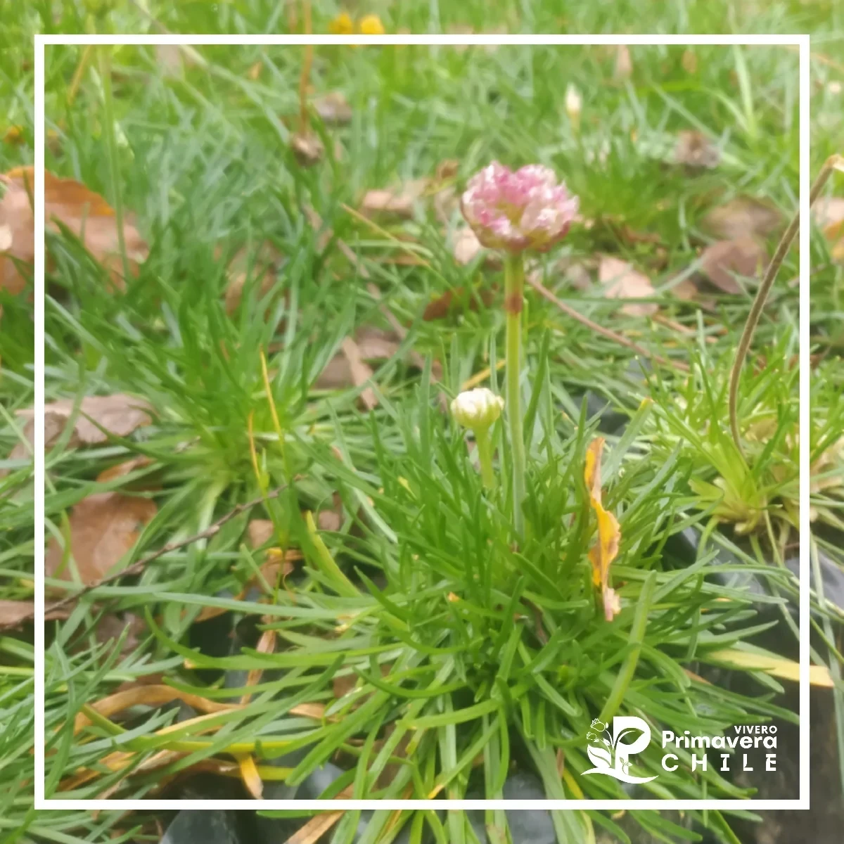 Armeria Maritima (Manuelito)
