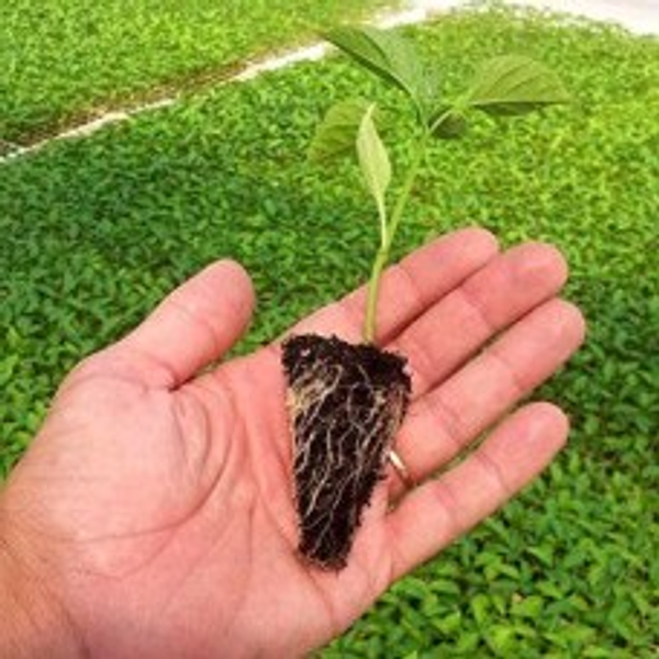 Plantines