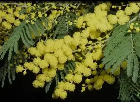 Acacia dealbata/Aromo Francés  3