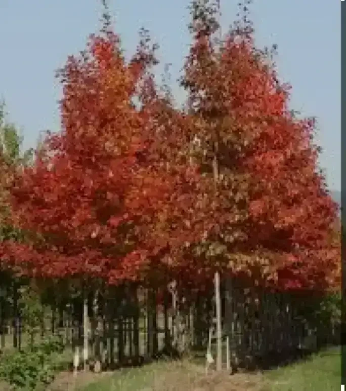Fresno Rojo