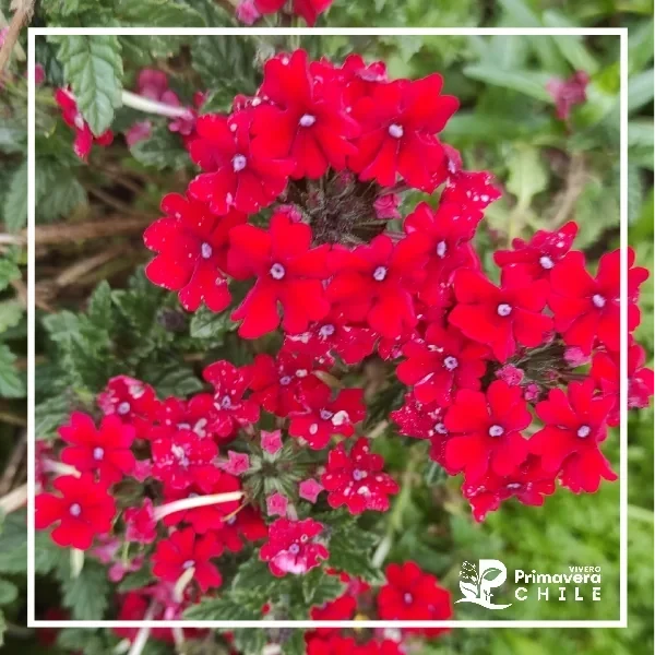 Verbena 2