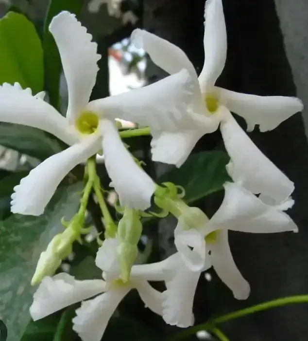 Jazmín de leche grande