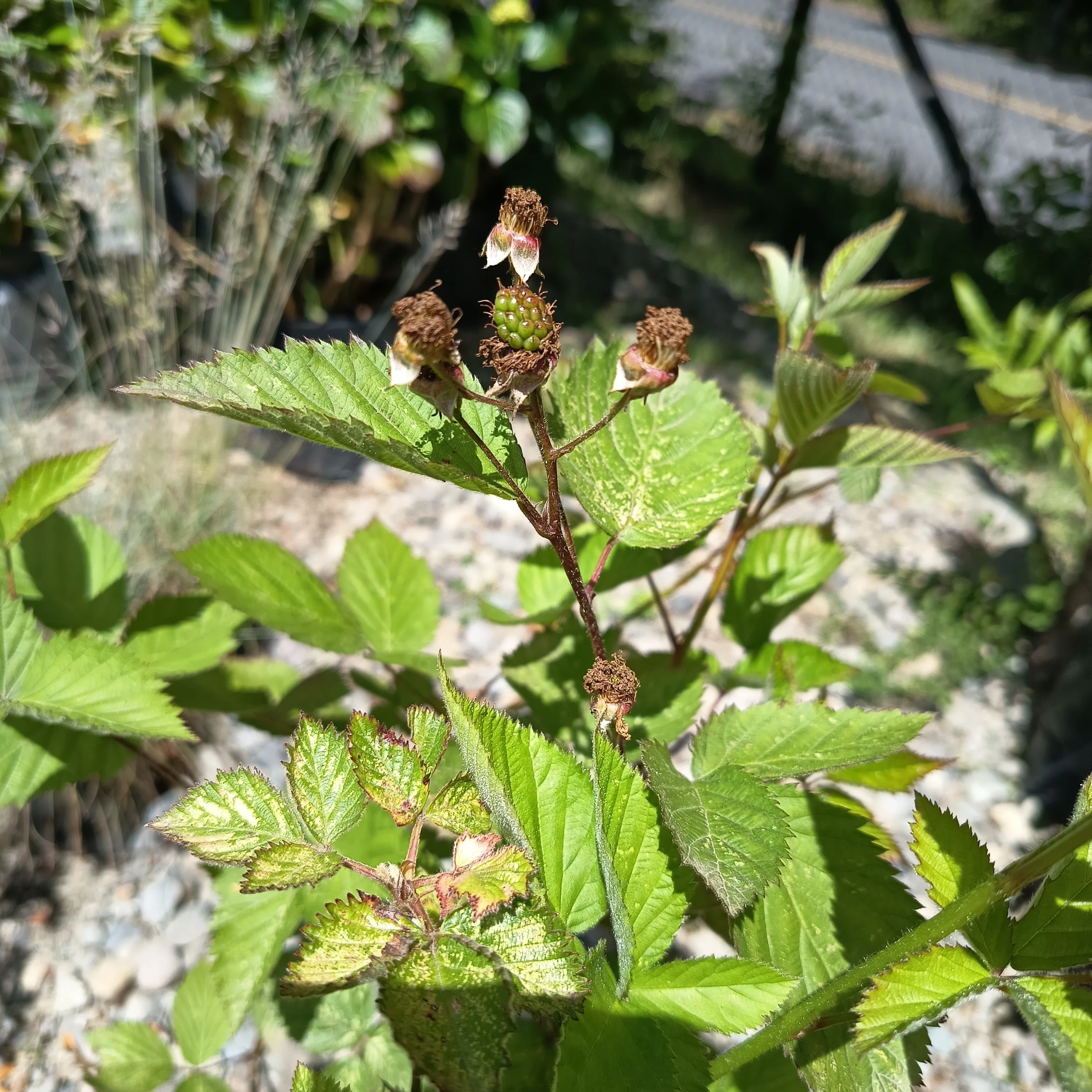 Morón Navajo (Rubus fruticosus 'Navaho') 2