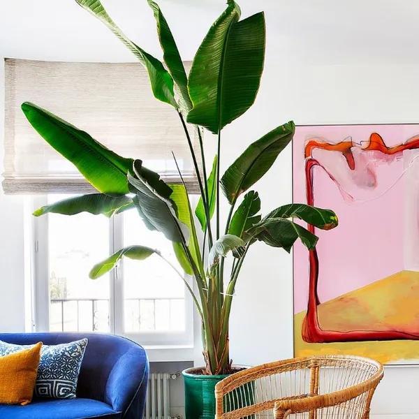 Plantas para interior