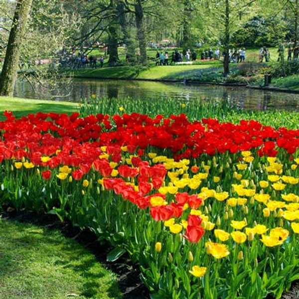 Flores Geófitas