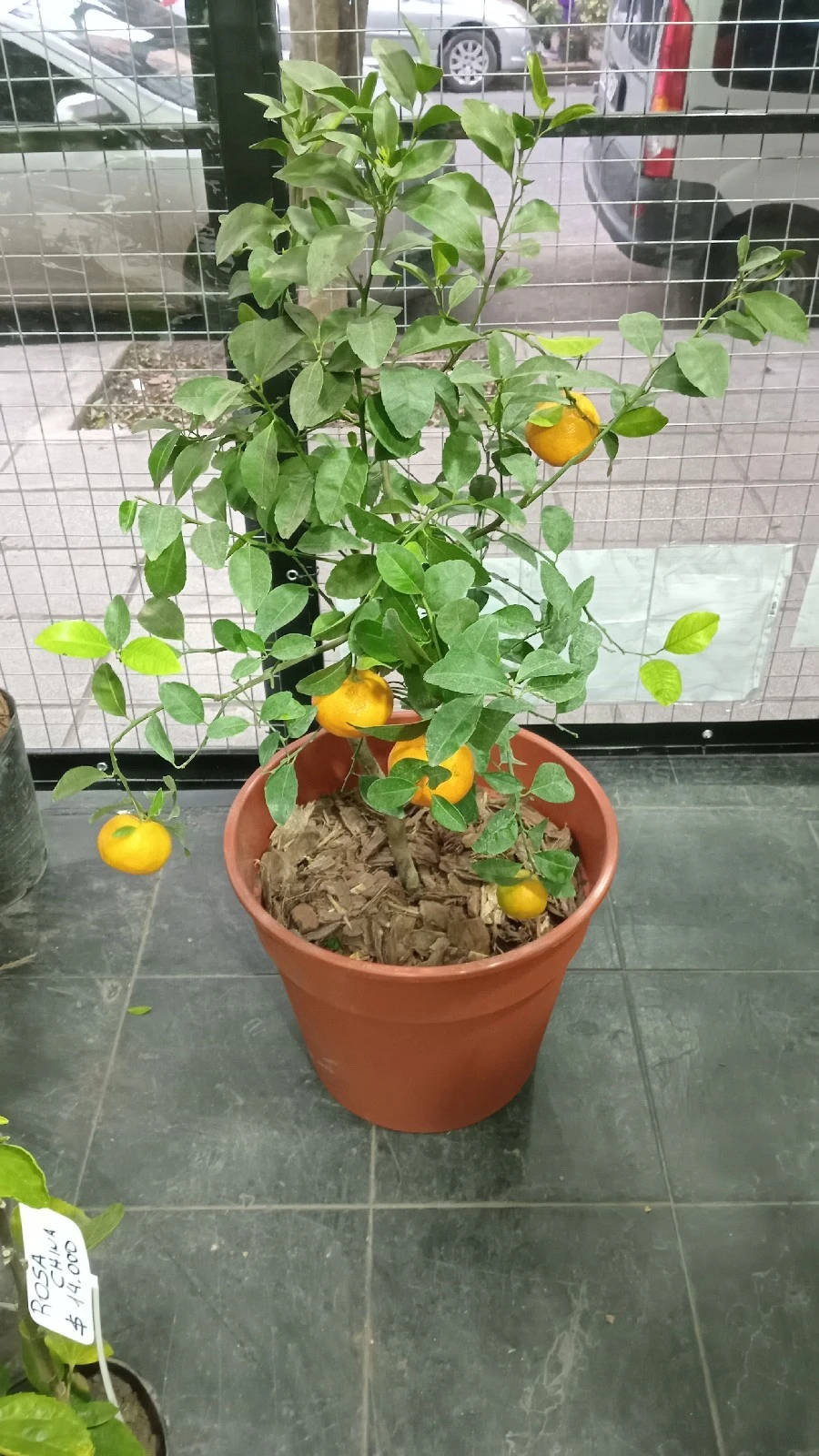 Mandarina Dancy Enana c/maceta 3