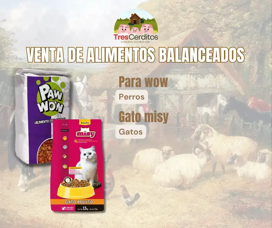 Gato Misy