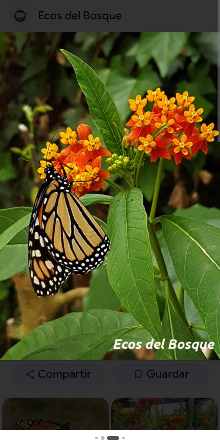 Asclepia atrae mariposas 3