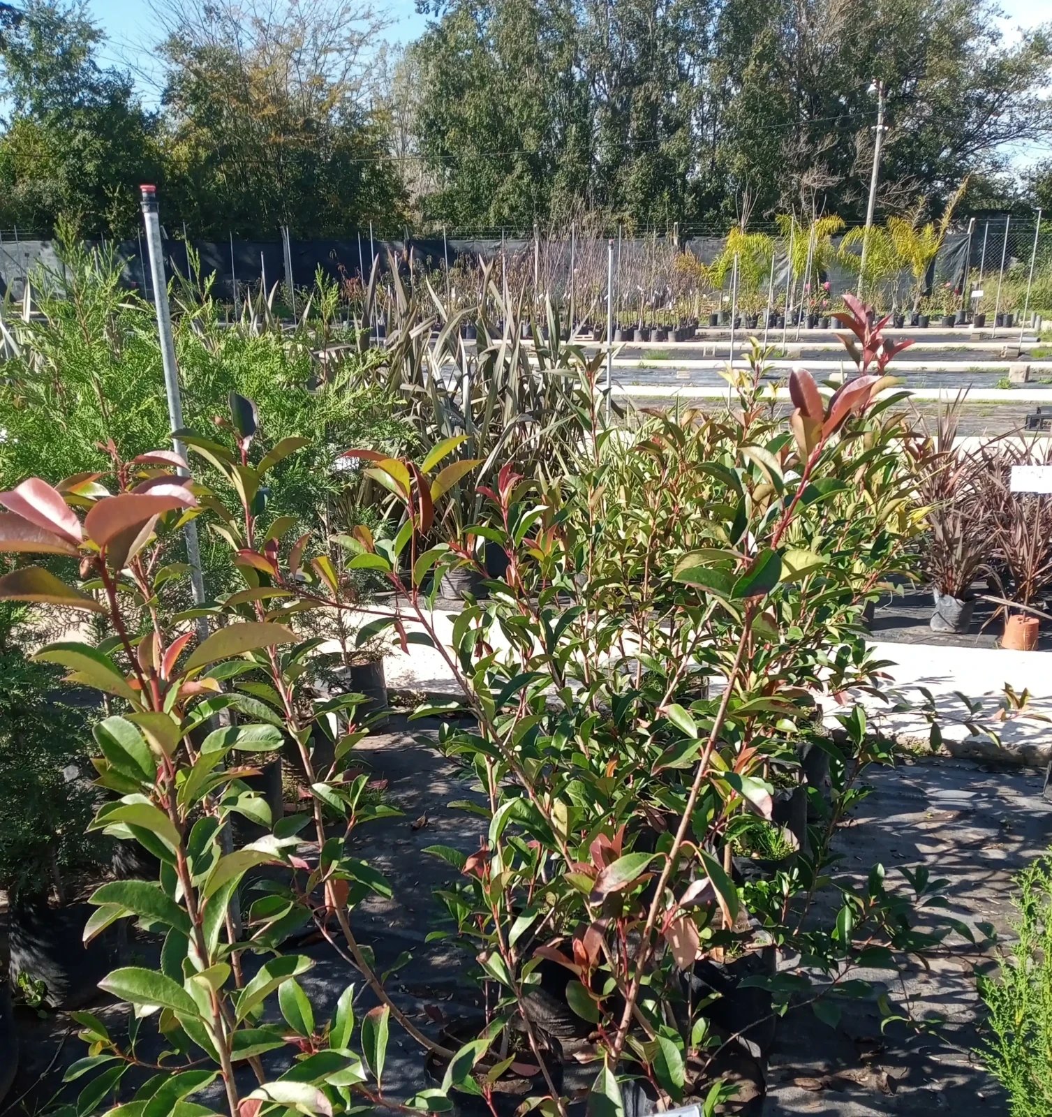 Photinia 3
