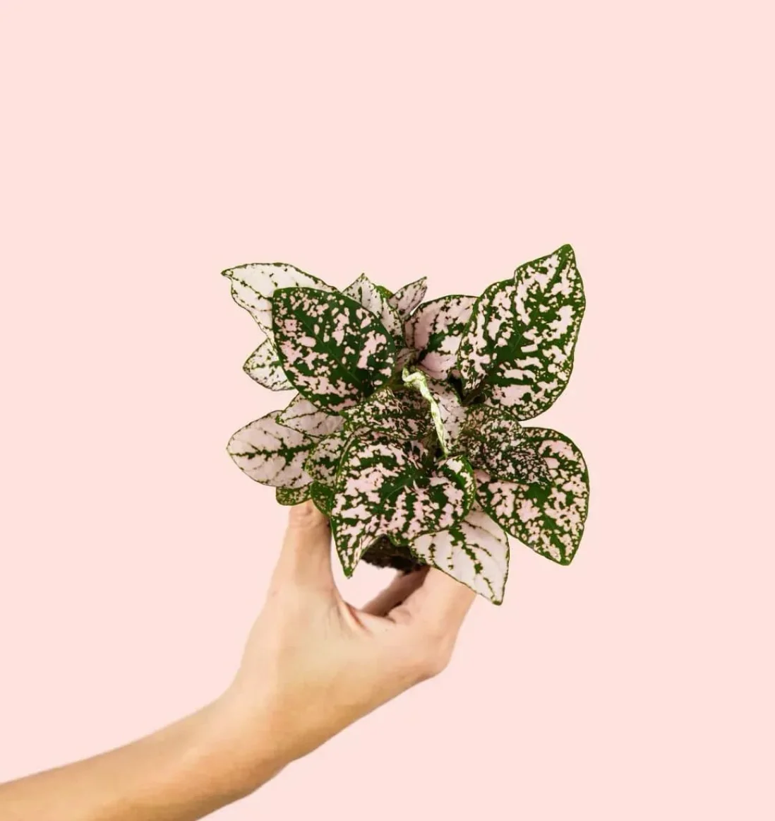 HYPOESTES PINK