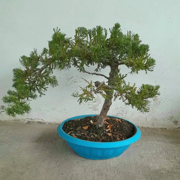 Bonsai