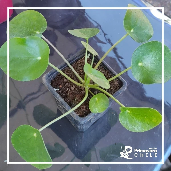Pilea Peperomioides