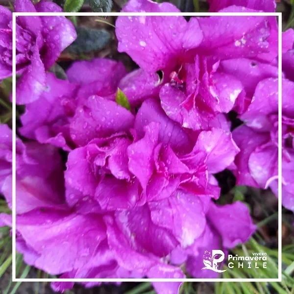 Azalea Obispo