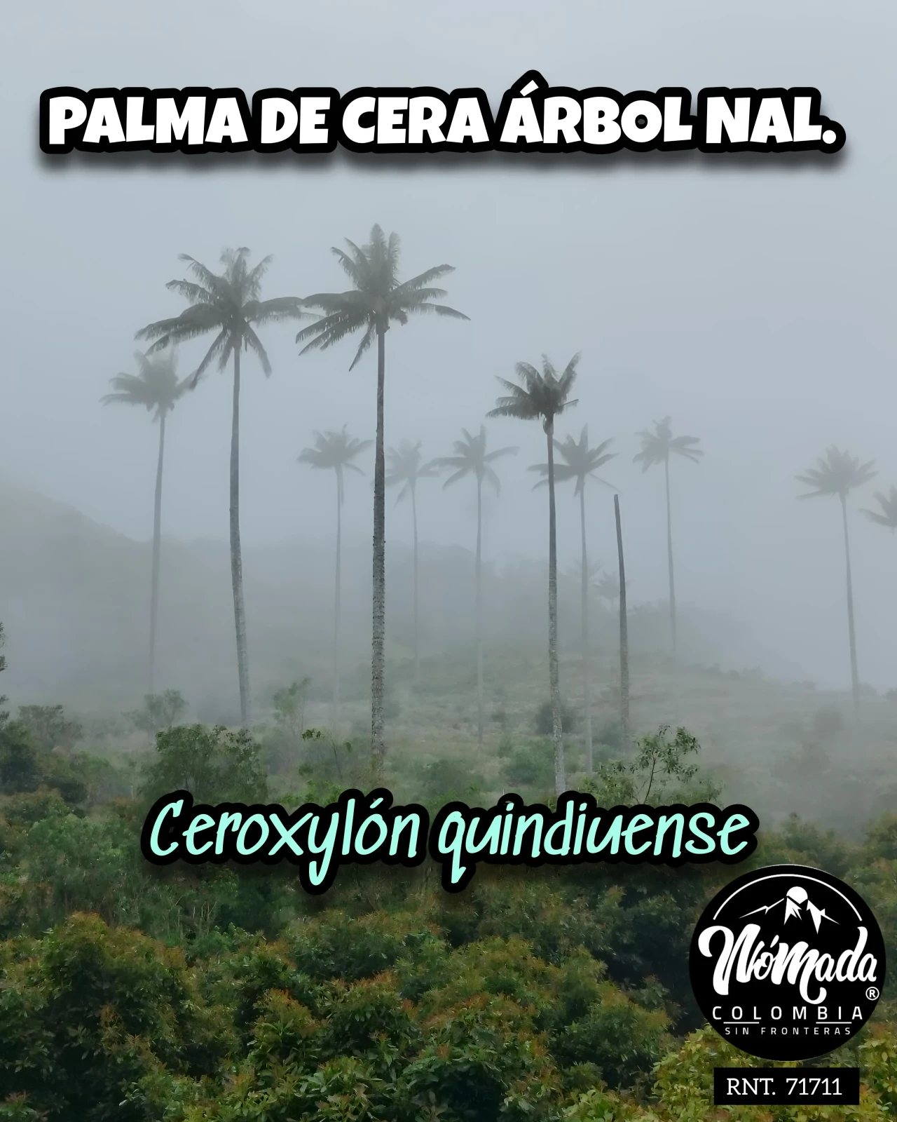 PARAMO DEL CHILÍ PIJAO QUINDÍO 5