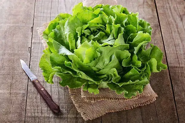 LECHUGA MANTEQUILLA