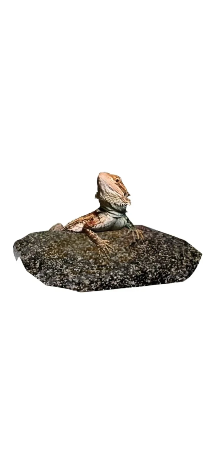 ROCA TERMICA GRANDE 2