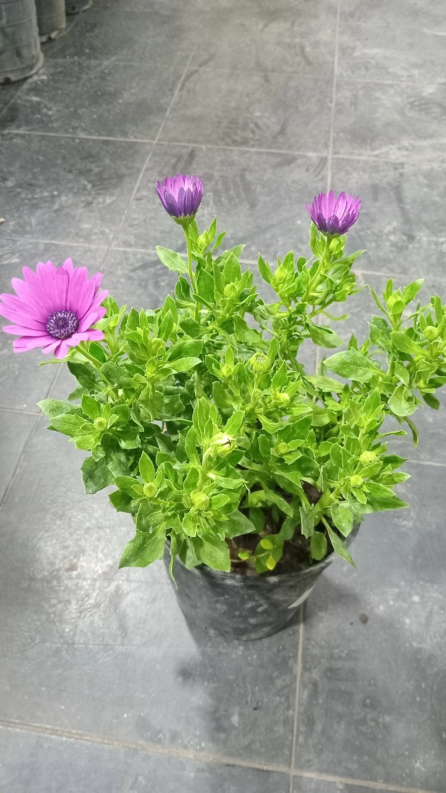 Margarita Africana 2