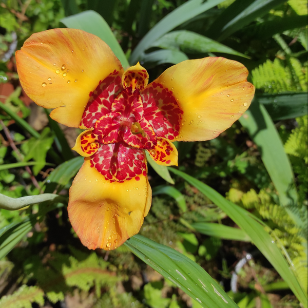 Flores y Aromáticas