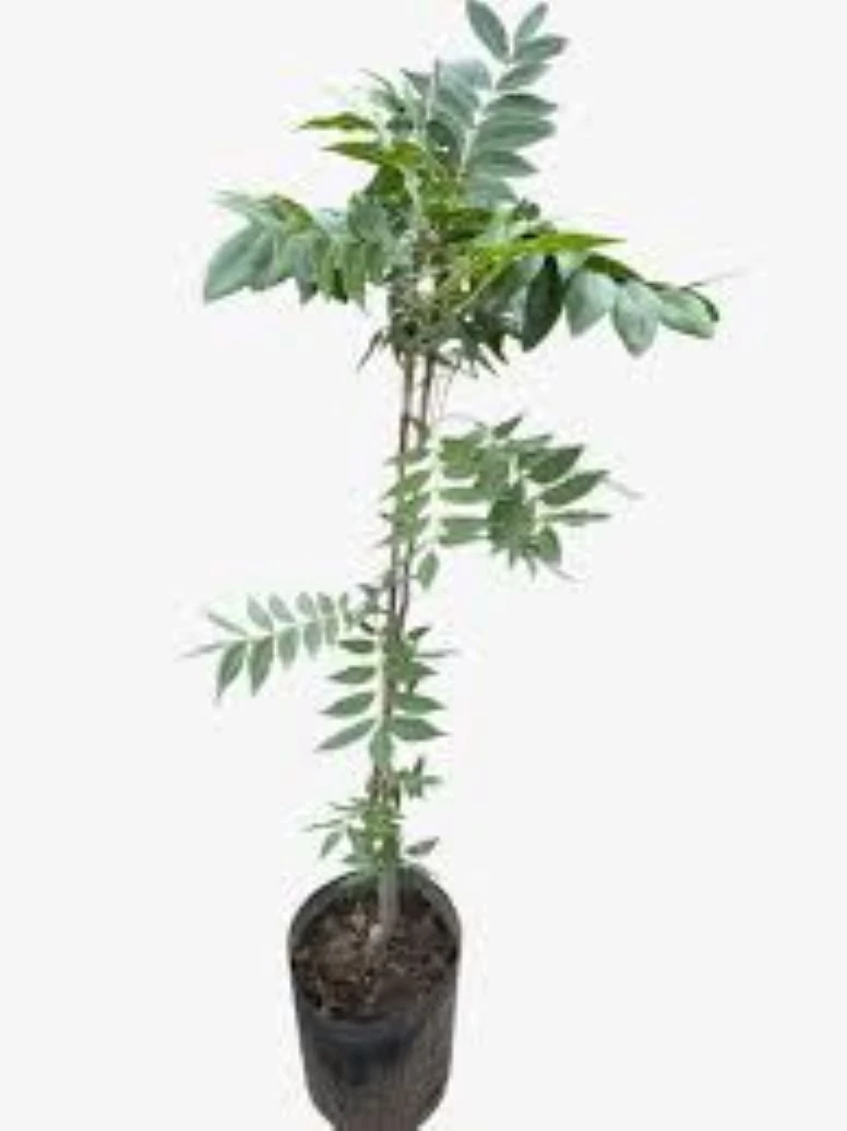 Nuez Pecan Organico