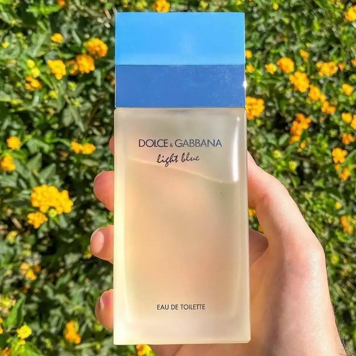 Dolce y Gabbana Light blue