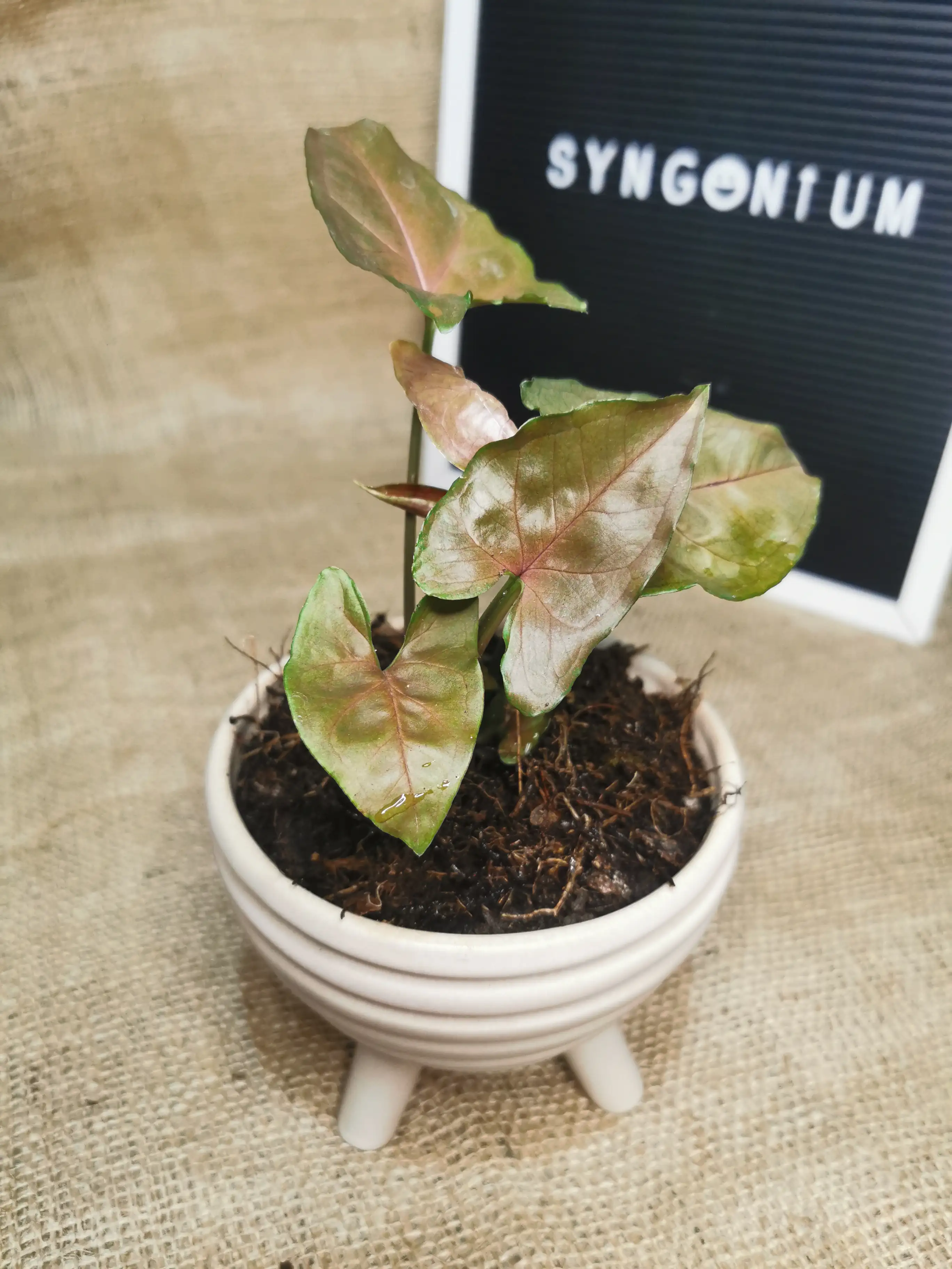 SYNGONIUM ROSADO