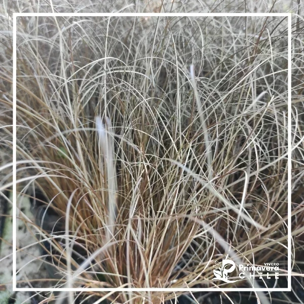 Carex Bronco