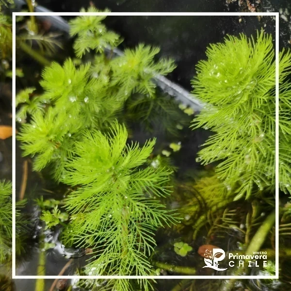 Pino de Agua / Myriophyllum Aquaticum