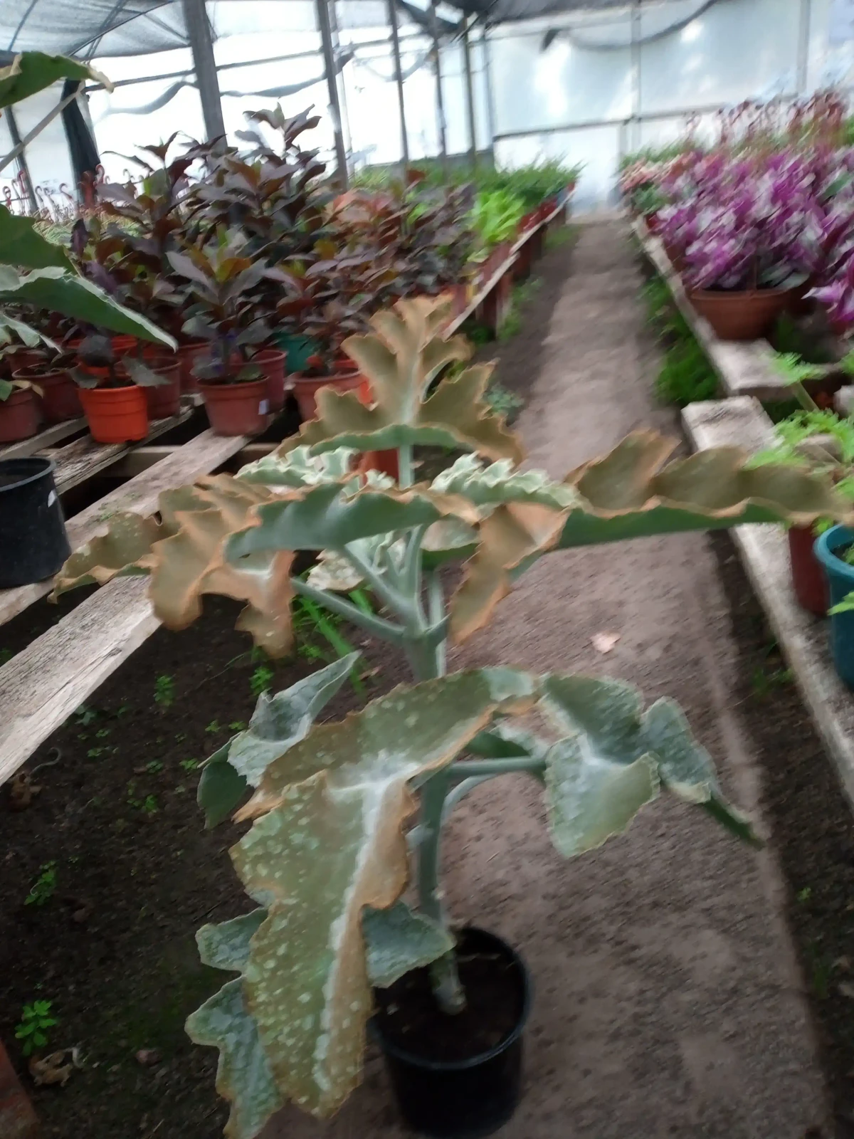 Kalanchoe  4