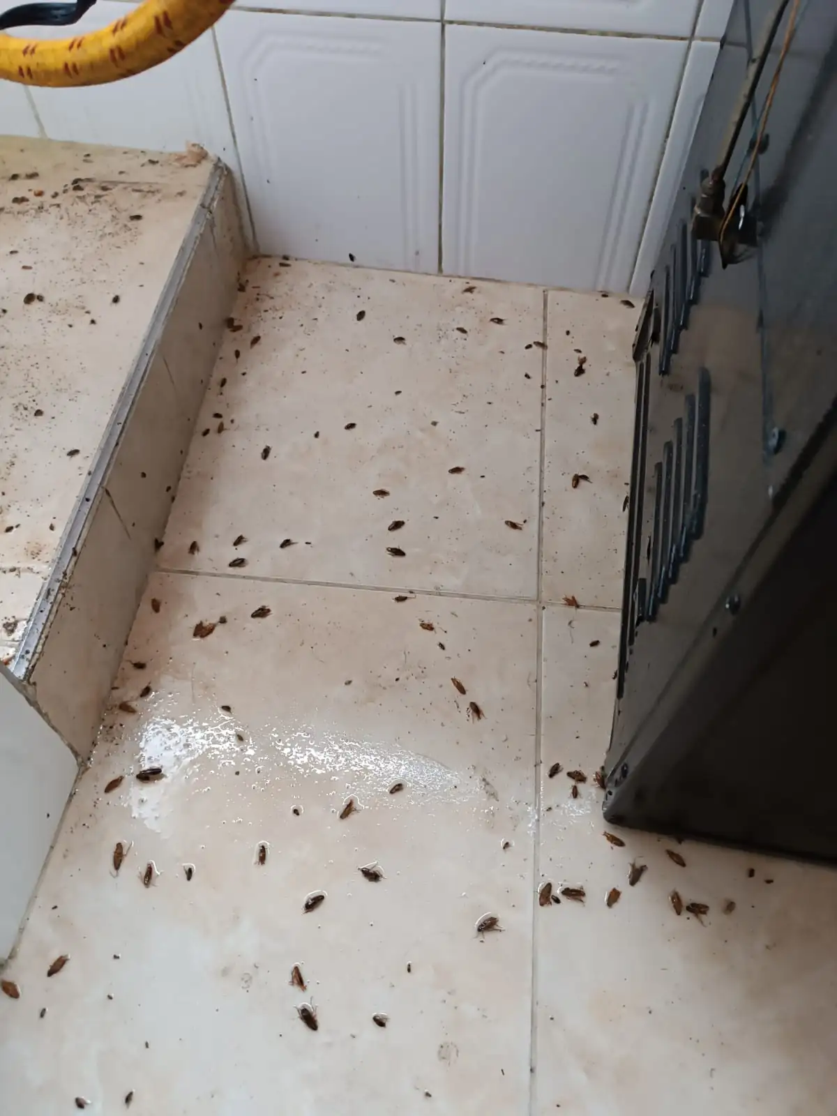Fumigación residencial  2