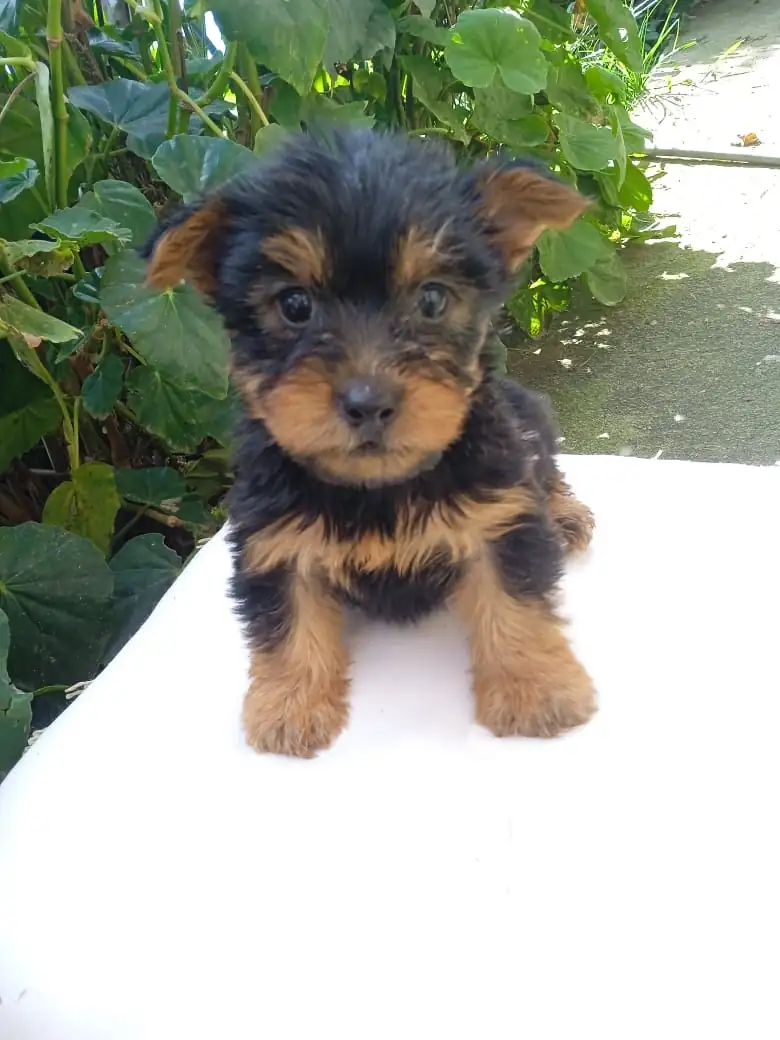 YORKIES YORKSHIRE TERRIER  2