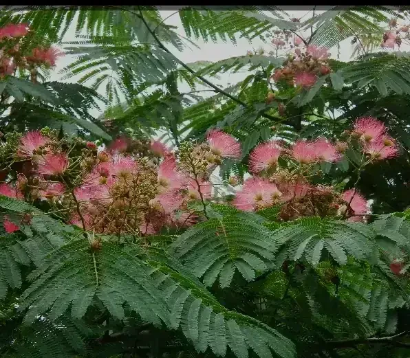 Acacia de Constantinopla  2