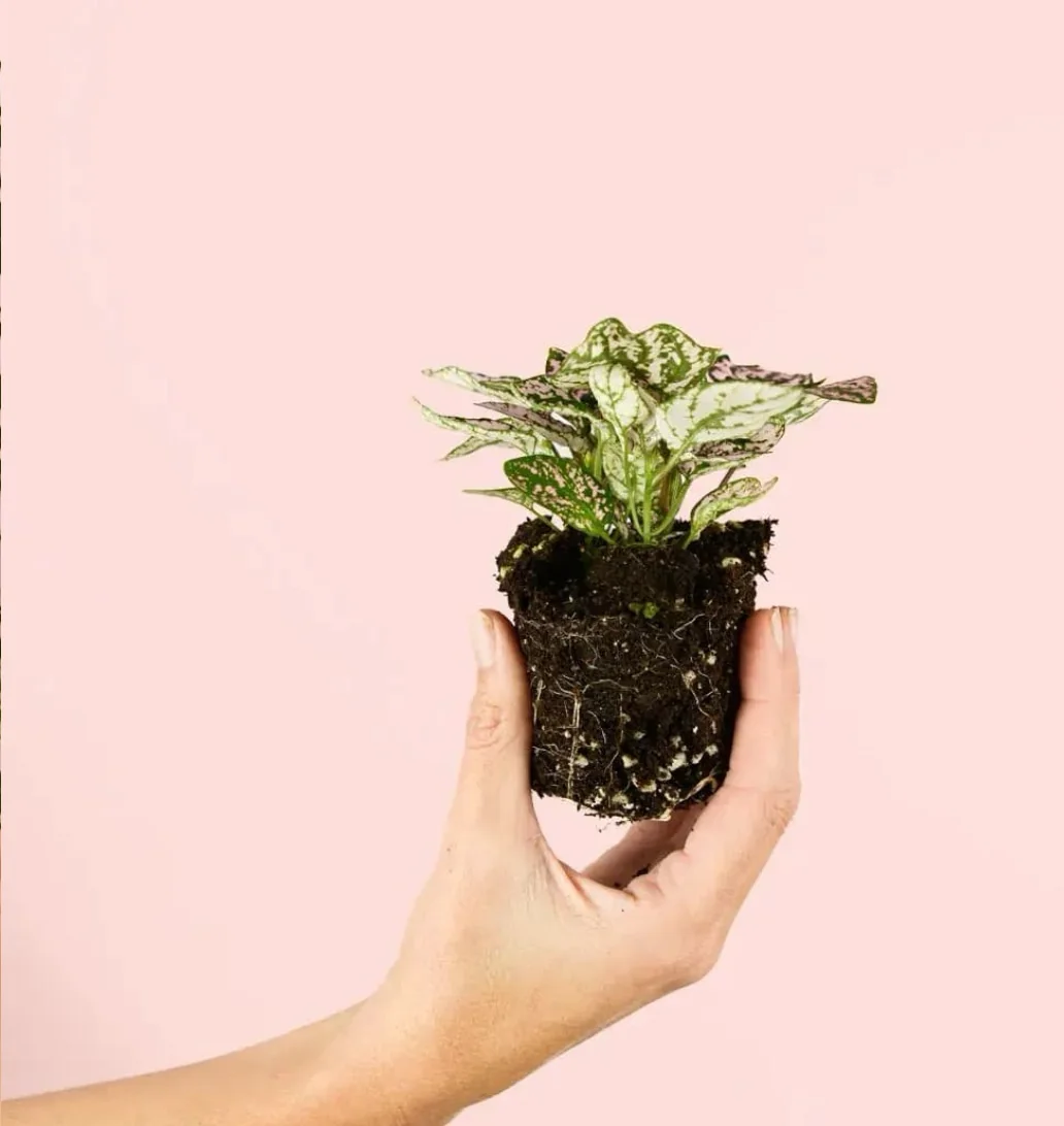 HYPOESTES PINK 2