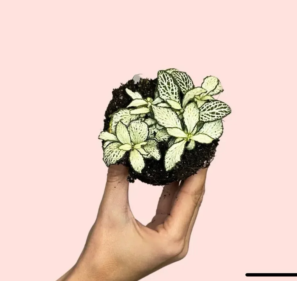 FITTONIA BLANCA
