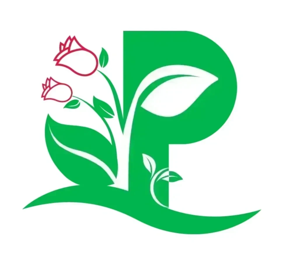 Pittosporum Variegado / Pittosporun Tenuifolium Variegata