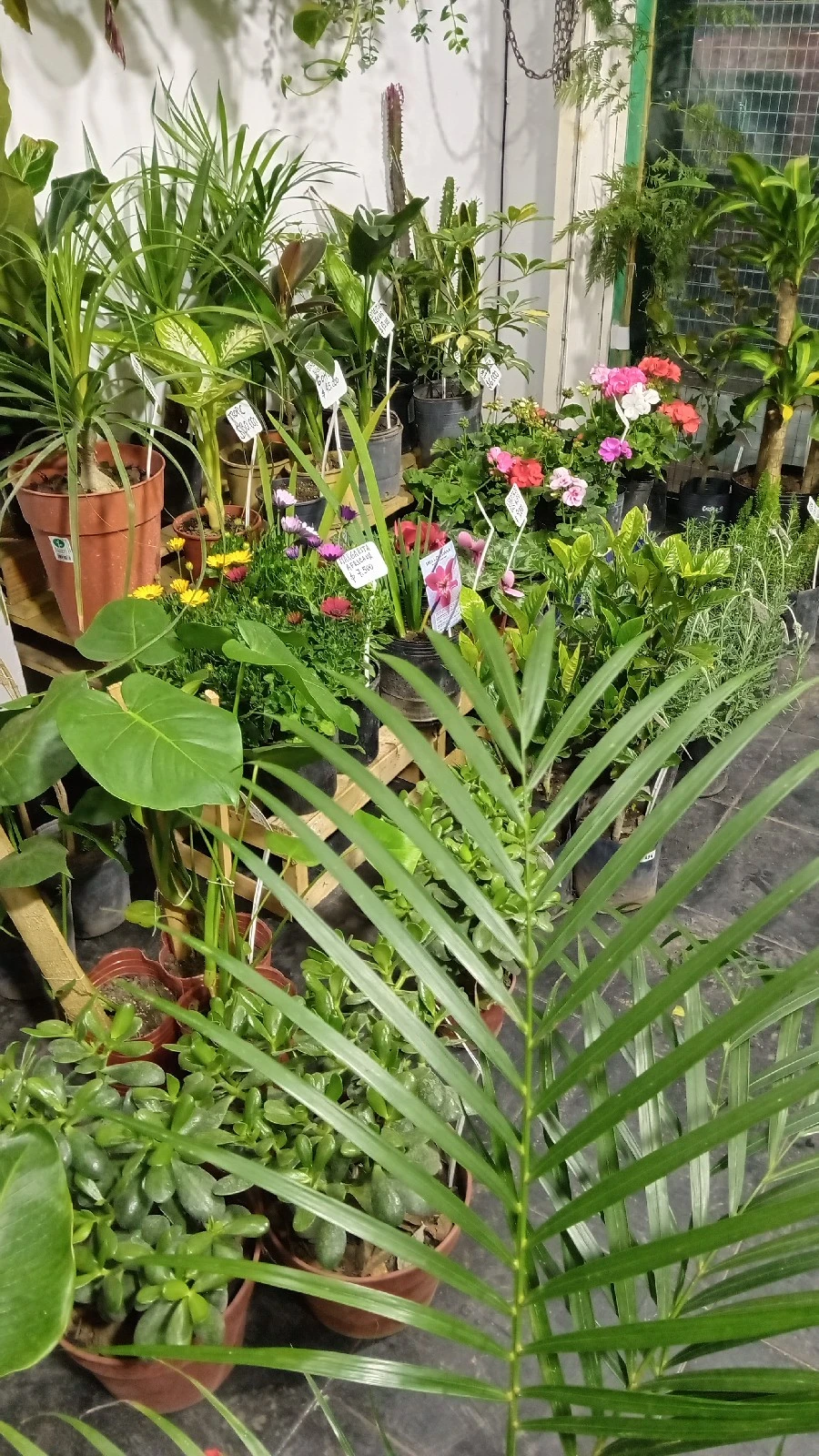 Areca 3